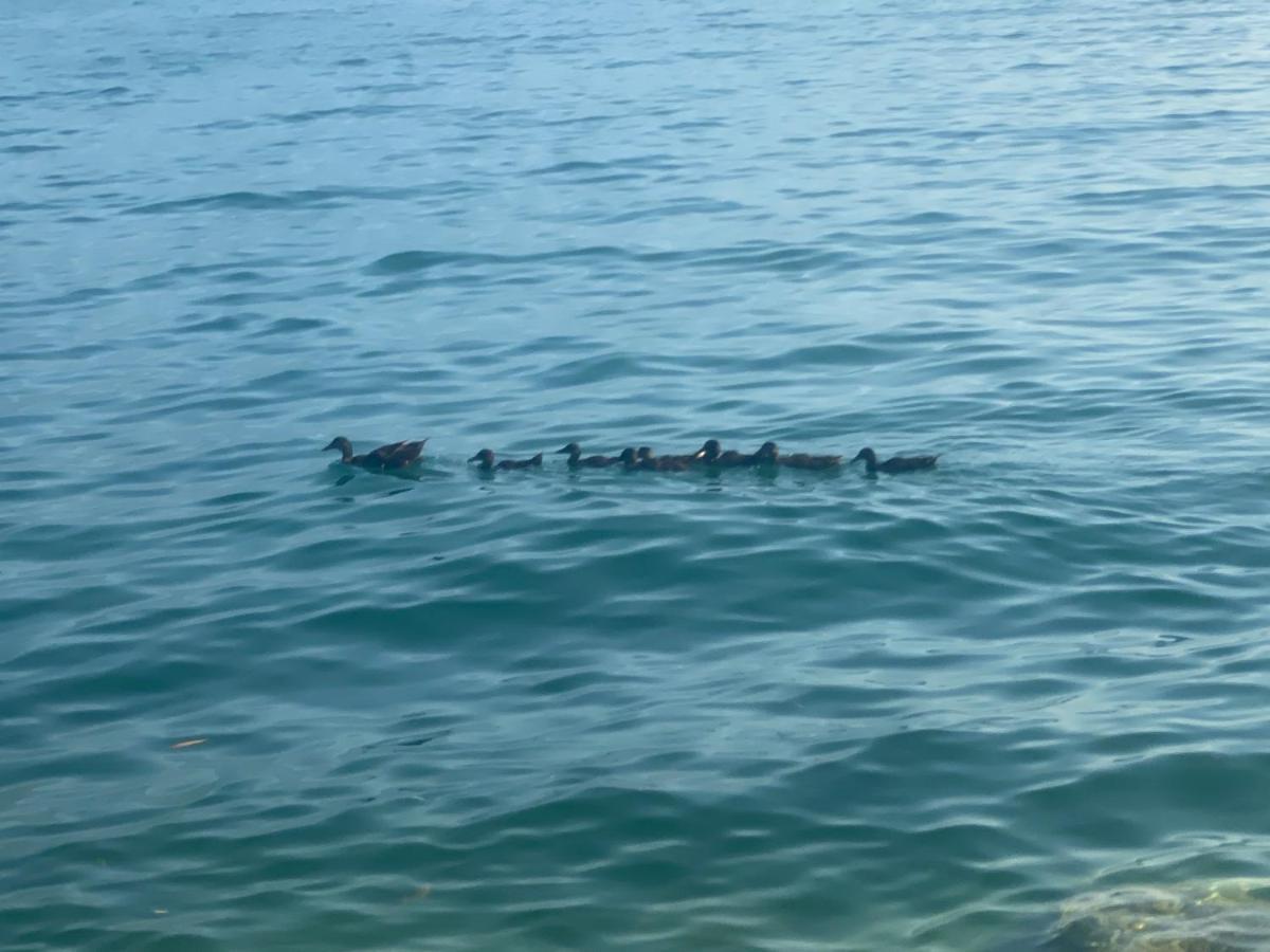 10 Minuti Dal Lago Di Garda E Da Gardaland カステルヌオーヴォ・デル・ガルダ エクステリア 写真